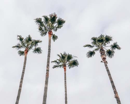 tree four fan palm trees under white sky arecaceae